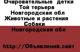 Очаровательные  детки Той-терьера - Новгородская обл. Животные и растения » Собаки   . Новгородская обл.